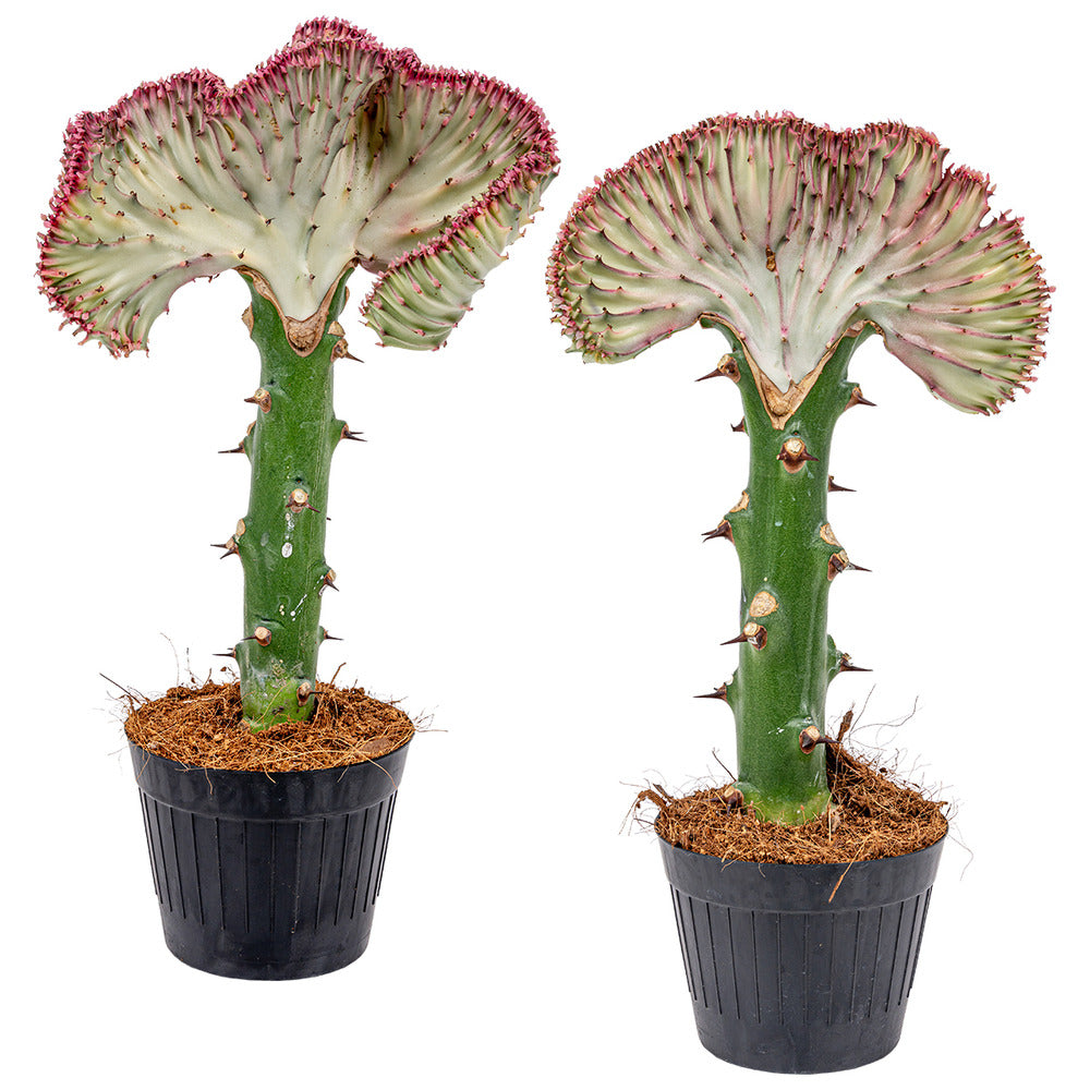  Lot De 2 - Euphorbia Lactea Cristata - Plante Cactus - 20-30 Cm De Haut - Pot 11 Cm
