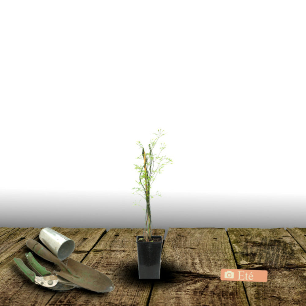  Jasmin Blanc Officinale/[-]pot De 1,5l - Tuteur Bambou 30/60 Cm