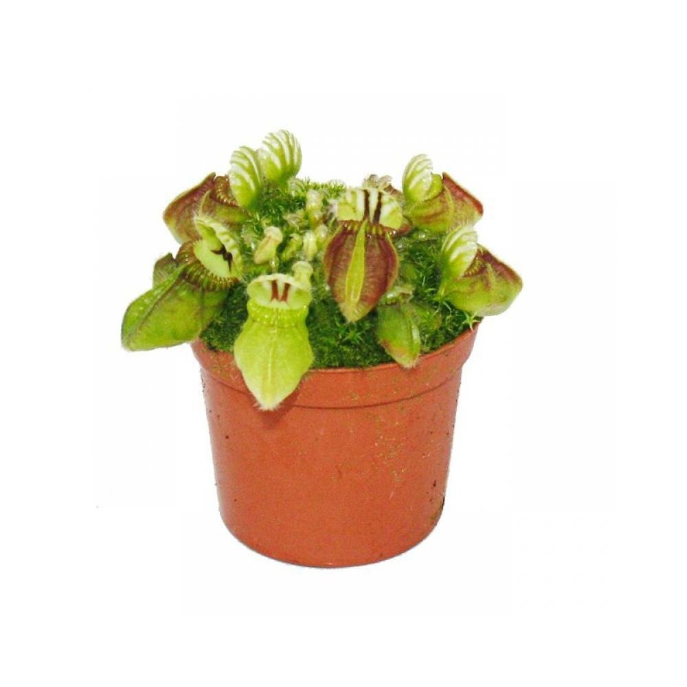  Plante Carnivore - Pot Nain - Cephalotus Follicularis - Pot De 9cm - Rareté