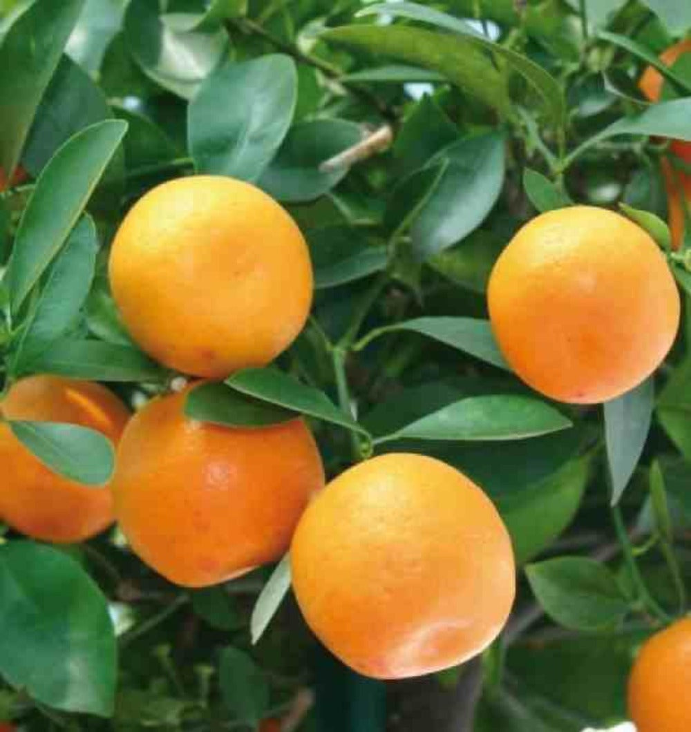  Citrus Clémentina Adulte (syn. Citrus Reticulata) Pot 230l - 175/200cm - Péri 50/60