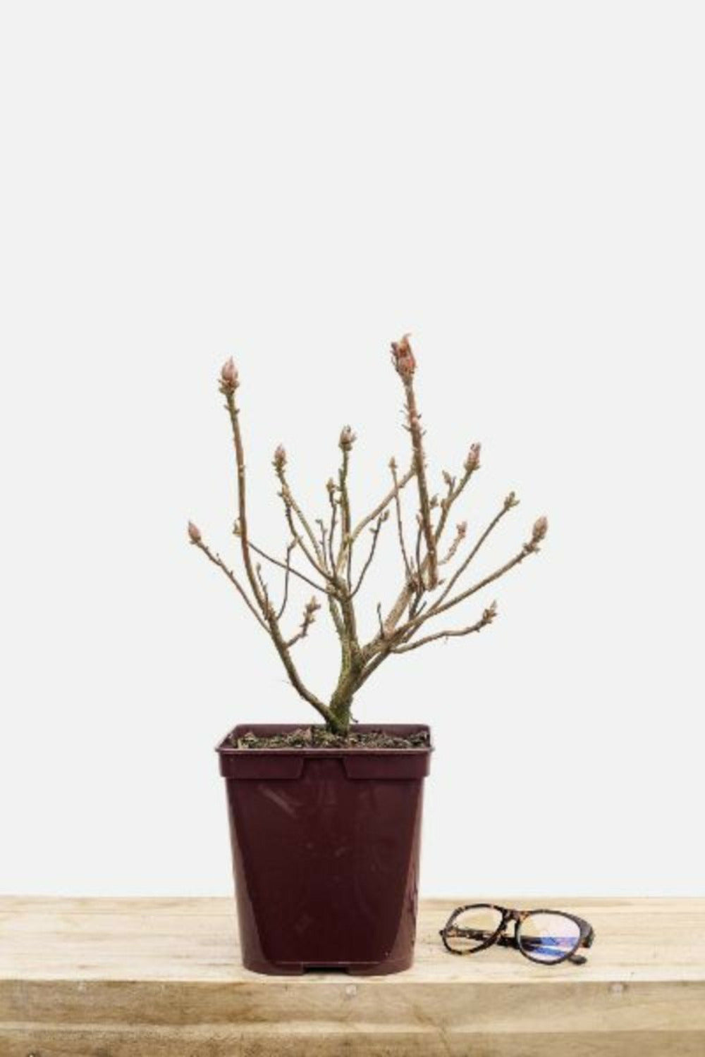  Azalée De Chine 'berry Rose' - En Pot De 4 Litres