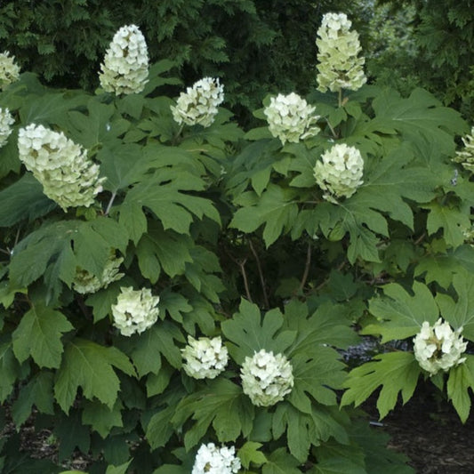 2 X Hortensia à Feuilles De Chêne 'snow Queen' - Hydrangea Quercifolia 'snow Queen' - 30-40 Cm Pot