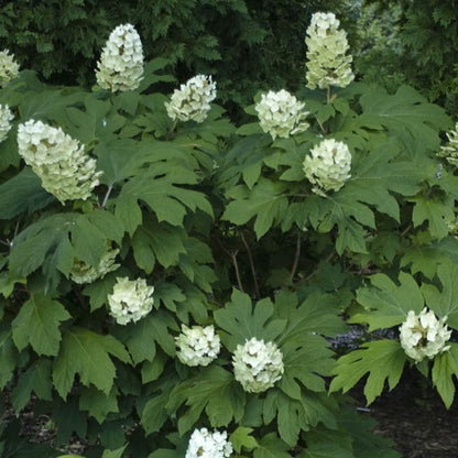  2 X Hortensia à Feuilles De Chêne 'snow Queen' - Hydrangea Quercifolia 'snow Queen' - 30-40 Cm Pot