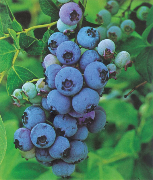 Myrtille Elizabeth - 1 Pot