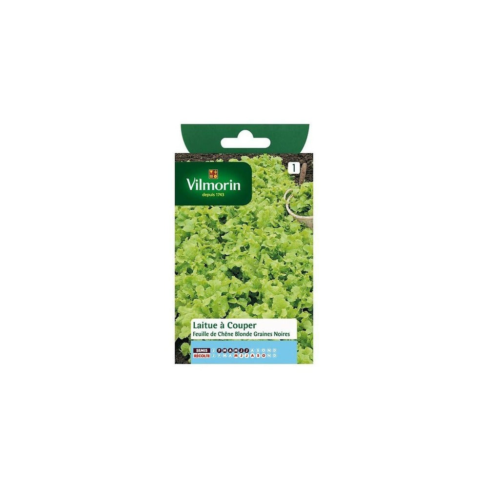  Sachet Graines Laitue à Couper Feuille De Chêne Blonde Graines Noires