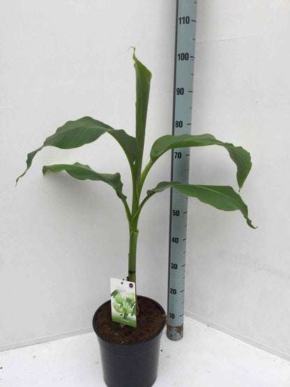  Musa Basjoo X Hybridum (bananier Rustique)- Pot De 7 Litres ? 80/100 Cm