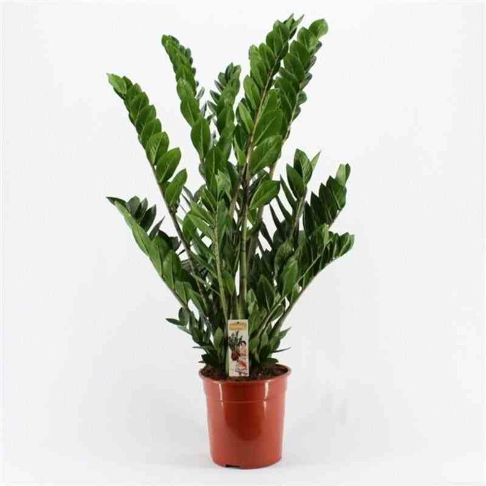  Zamioculcas Zamiifolia (faux Zamia, Plante Zz) Pot De 1 Litre ? 20/30 Cm