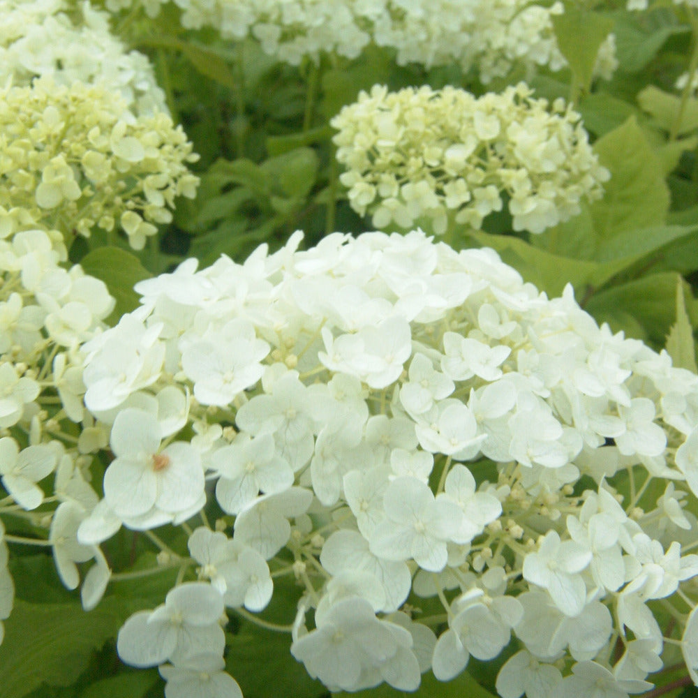  Hortensia De Virginie 'annabelle' - Hydrangea 'annabelle' - 60-80 Cm Pot