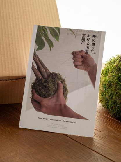  Kit Kokedama - Ficus