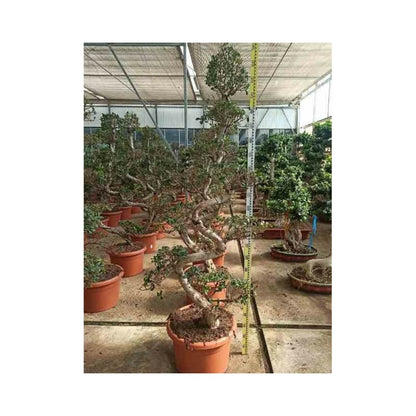  Ficus Microcarpa 'compacta' Pot De 25l- 125/150cm
