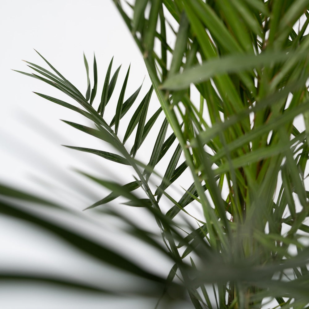  Palmier Dattier Des Canaries - Phoenix Canariensis - Hauteur 50-60cm - ⌀15cm