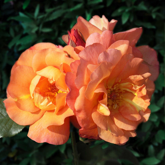  Rosier Arbuste Westerland - Le Pot / 4l / Hauteur Livrée 15-40cm