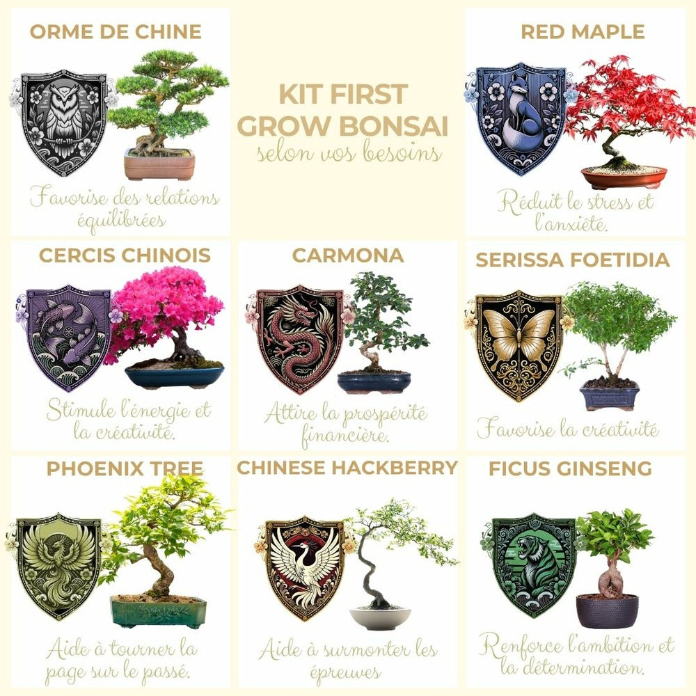  Cultivea- Kit First Bonsai Serissa Foetida Avec Accesoires
