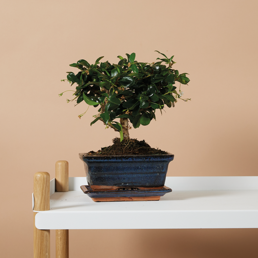  Bonsai Carmona - Forme Sphère - Bonsaï - Plantes D'intérieur - Hauteur 20-30 Cm - 15 Cm De Large