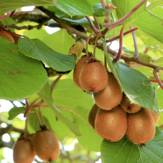  Kiwi Deliciosa 'herma' (autofertile)/[-]pot De 1,5l - Tuteur Bambou 30/60 Cm