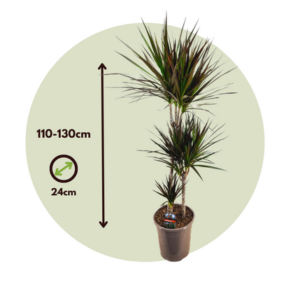  Dragonnier - Dracaena Marginata 'magenta' - Hauteur 110-130cm - ⌀24cm