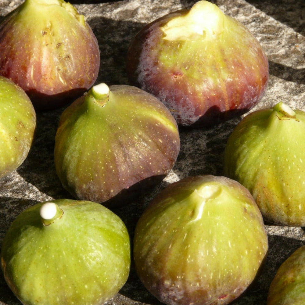  Figuier Goutte D'or/[-]pot De 3l - 30/60 Cm