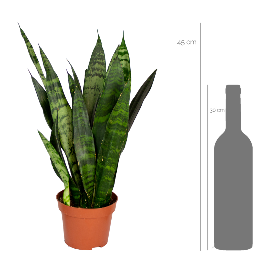  Sansevieria Black Coral - Langue De Belle-mère - Plantes D’intérieur - 20-30 Cm De Haut - Pot 12 Cm