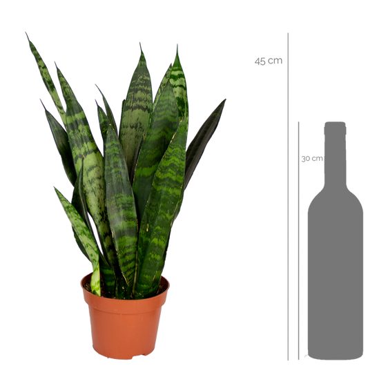 Sansevieria Black Coral - Langue De Belle-mère - Plantes D’intérieur - 20-30 Cm De Haut - Pot 12 Cm