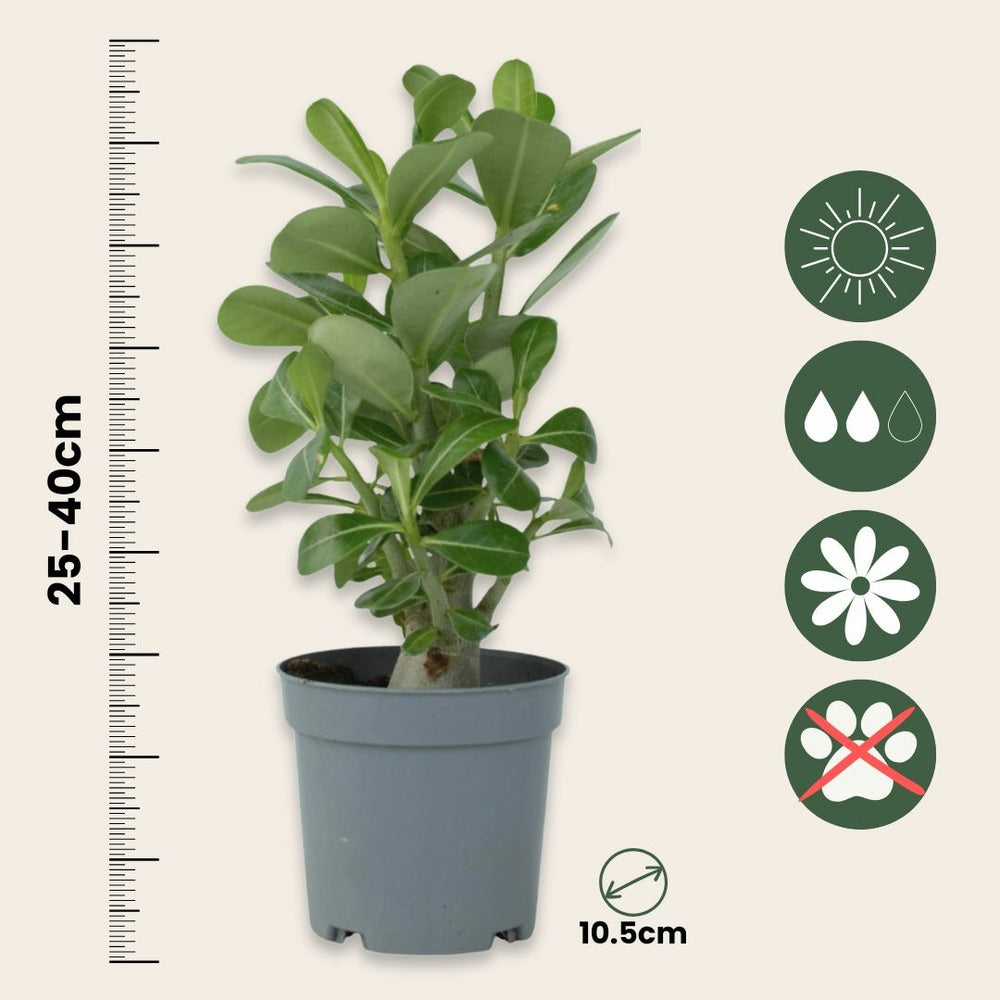  Rose Du Désert - Set De 4 - Adenium Obesum - Hauteur 25-40cm - ⌀10,5cm