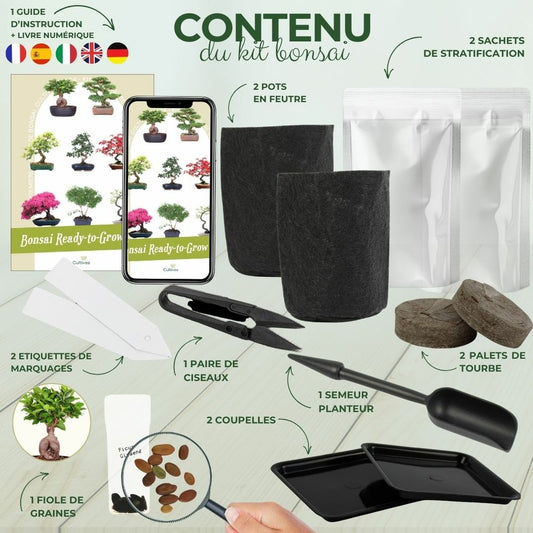  Kit First Bonsai Ficus Ginseng Avec Accesoires