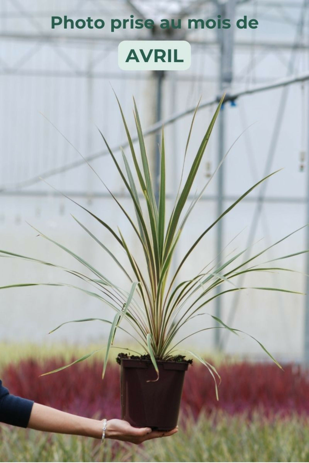  Cordyline 'torbay Dazzler' - En Pot De 3 Litres
