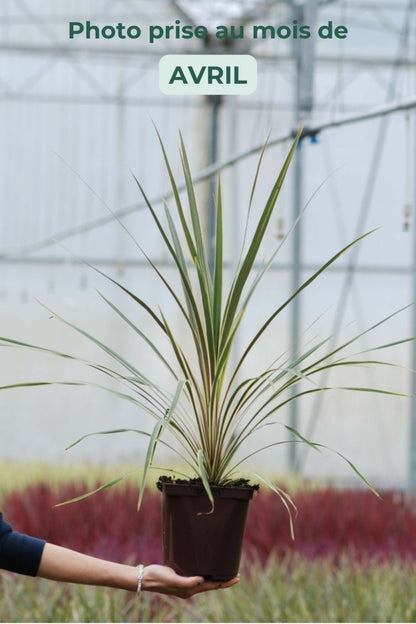  Cordyline 'torbay Dazzler' - En Pot De 3 Litres