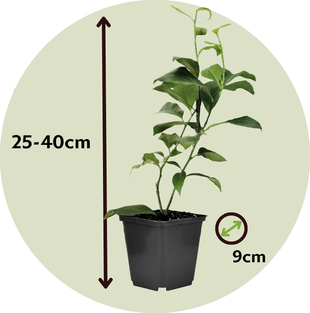  Mélange De Citrons - Set De 6 - Citrus Limon - Hauteur 25-40cm - ⌀9cm