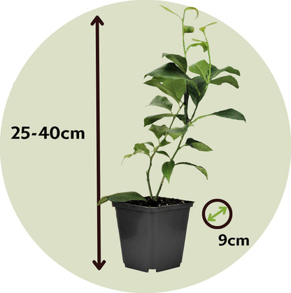  Mélange De Citrons - Set De 6 - Citrus Limon - Hauteur 25-40cm - ⌀9cm
