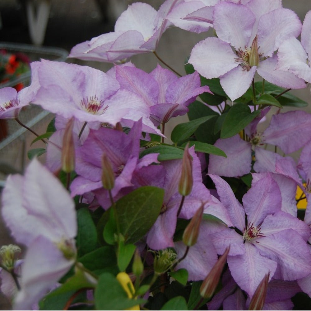  2 X Clématite Des Montagnes - Clematis 'margaret Hunt' - 50-60 Cm Pot