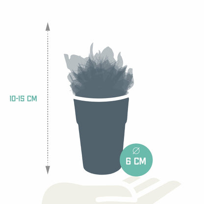  Mix De 15 Cactus Et Succulentes Et Leurs Caches-pots Colorés H13cm