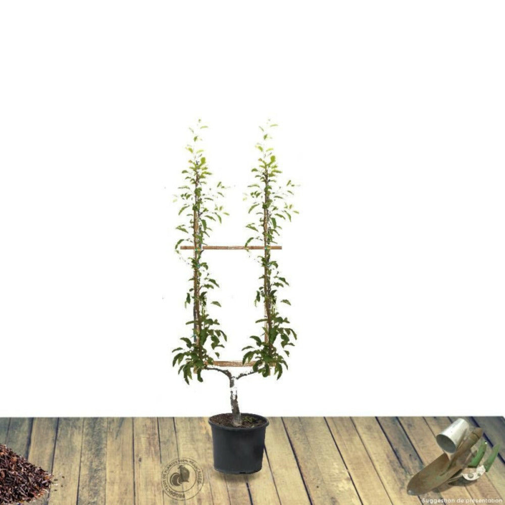  Pommier Boskoop Rouge/[-]pot De 15l - Palmette Oblique - 150/175 Cm