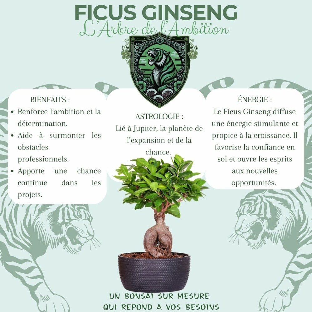  Kit First Bonsai Ficus Ginseng Avec Accesoires