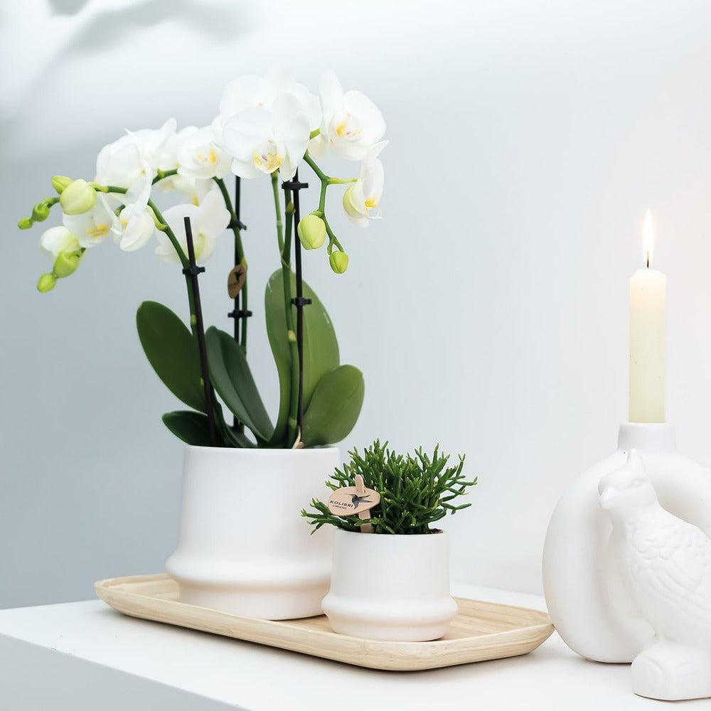  Orchidée Phalaenopsis Blanche - Lot De 2 35cm - Plante D'intérieur