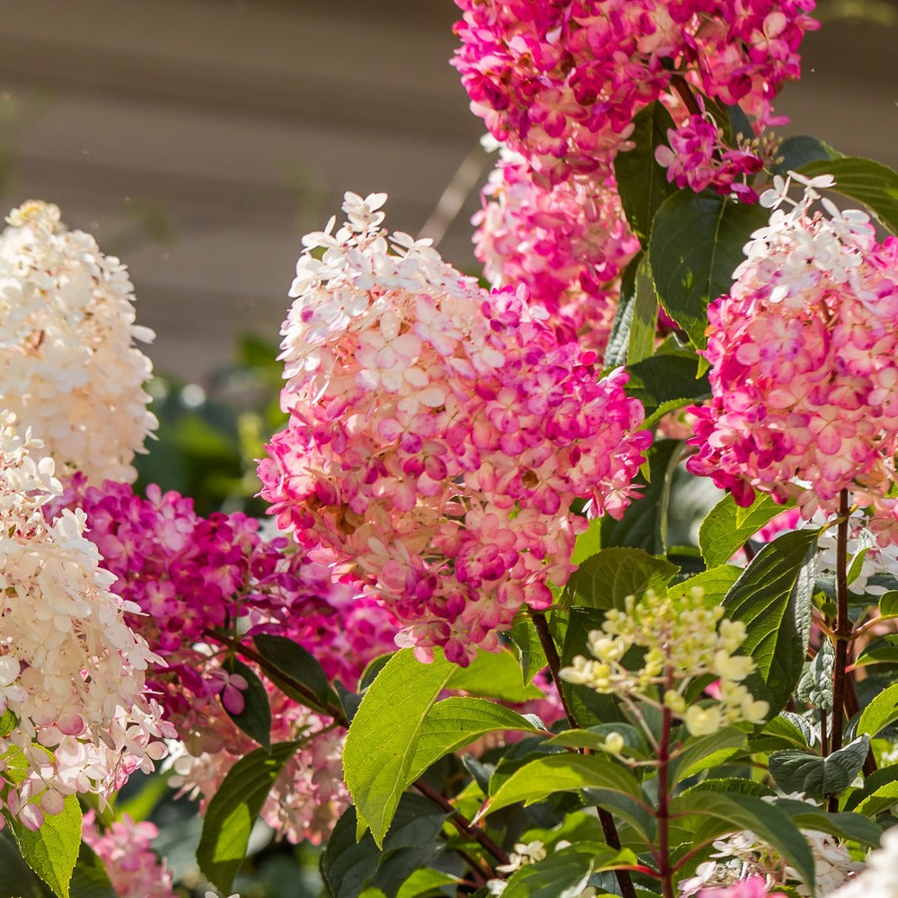  Hortensia - Set De 3 - Hortensia Paniculata - Hauteur 25-35cm - ⌀9cm