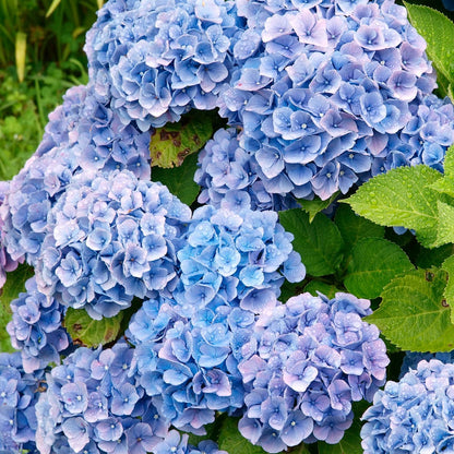  Collection De 4 Hortensias Rouges Et Bleus - Les 4 Pots / 1.3l / Hauteur Livrée Environ 15cm