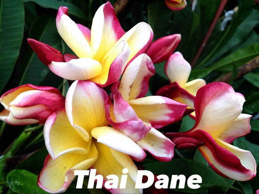  Plumeria Rubra "thai Dane" (frangipanier) Pot De 2 Litres ? 20/30 Cm - Couleur Floraison:tricolore