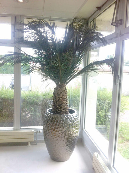  Palmier Naturel Stabilisé Phoenix Agave - Palmier Stabilisé - Palmier D'intérieur - 230 Cm