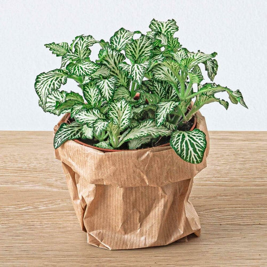  Green Your Bottle - Set Complet Pour Ton Jardin De Bouteilles - Sans Verre - 3 Plantes (ficus Bonsai + 2x Fittonia)