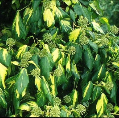  2 X Lierres De Colchide 'sulphur Heart' - Hedera Colchica 'sulphur Heart' - 50-60 Cm Pot