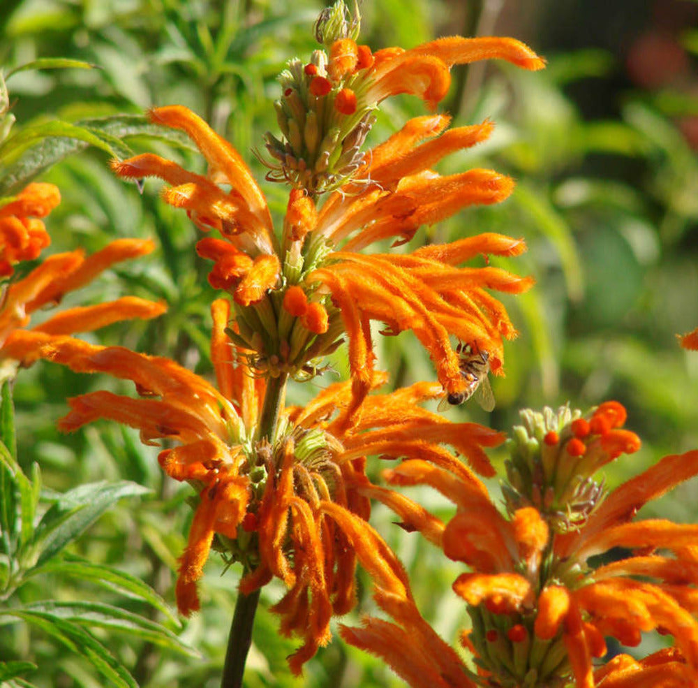  Leonotis Leonurus (queue De Lion) Couleur Floraison:orange - Pot De 2 Litres - 20/60 Cm