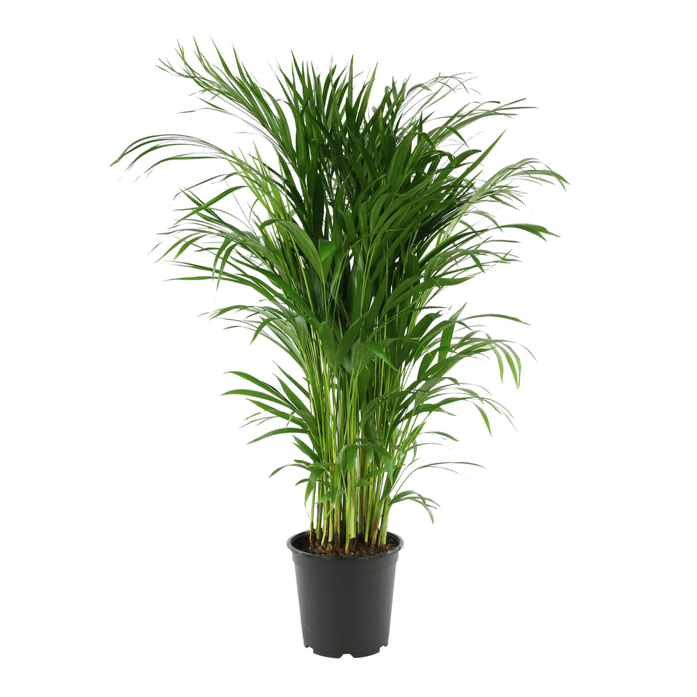  Aréca H.1 M - Pot Ø 21 Cm
