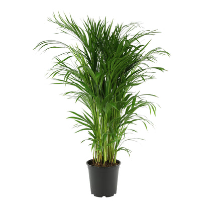  Aréca H.1 M - Pot Ø 21 Cm