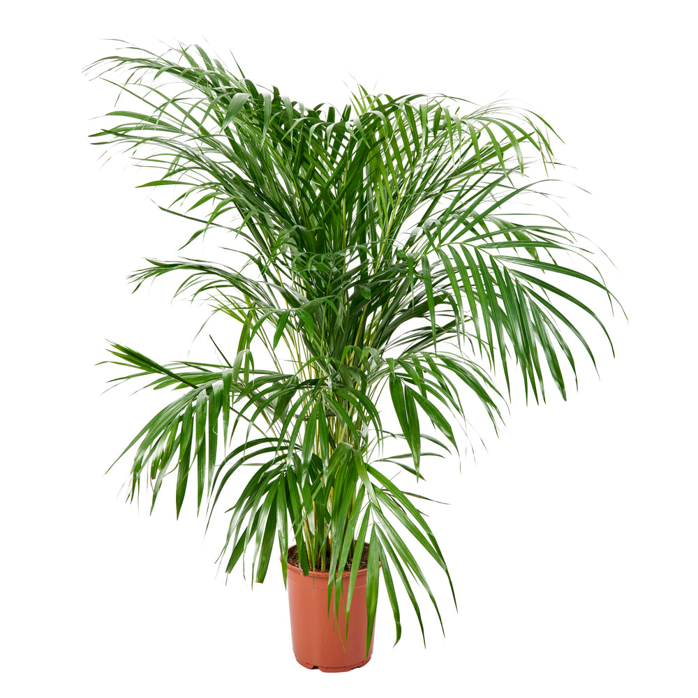  Aréca H.1 M - Pot Ø 21 Cm