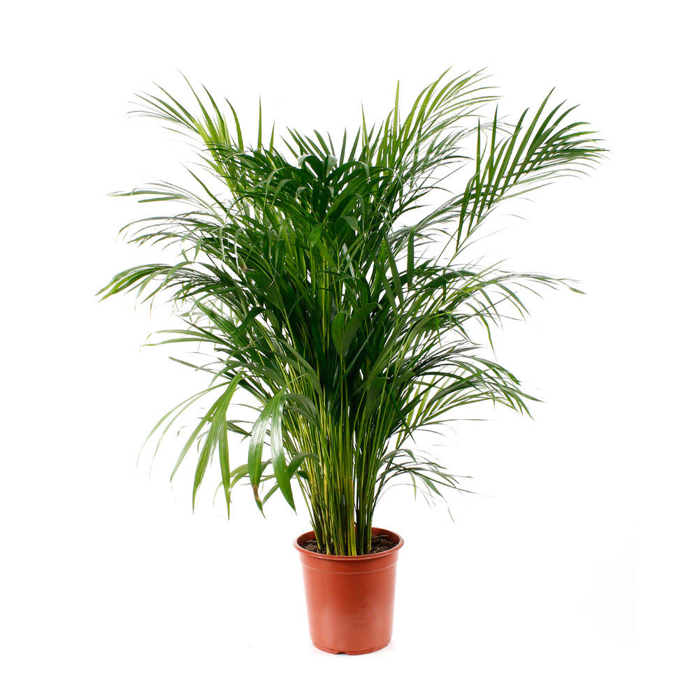  Aréca : H.150cm Pot D.27cm