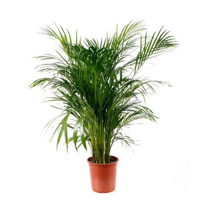  Aréca : H.150cm Pot D.27cm