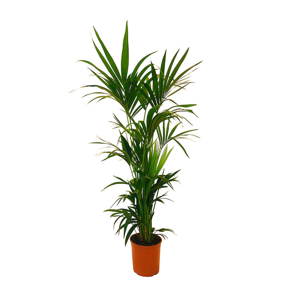  Kentia : H.160cm Petit Modèle Pot