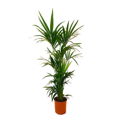  Kentia : H.160cm Petit Modèle Pot