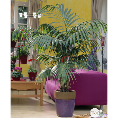  Kentia : H.160cm Petit Modèle Pot