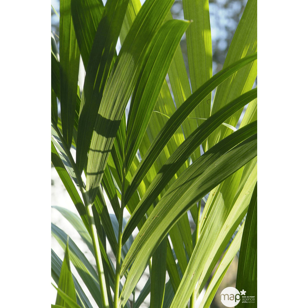 Kentia : H.160cm Petit Modèle Pot